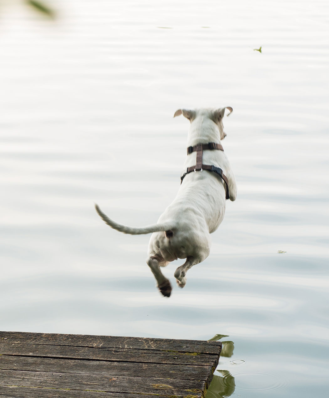 iwhite dog jumping off wooden dock into lake